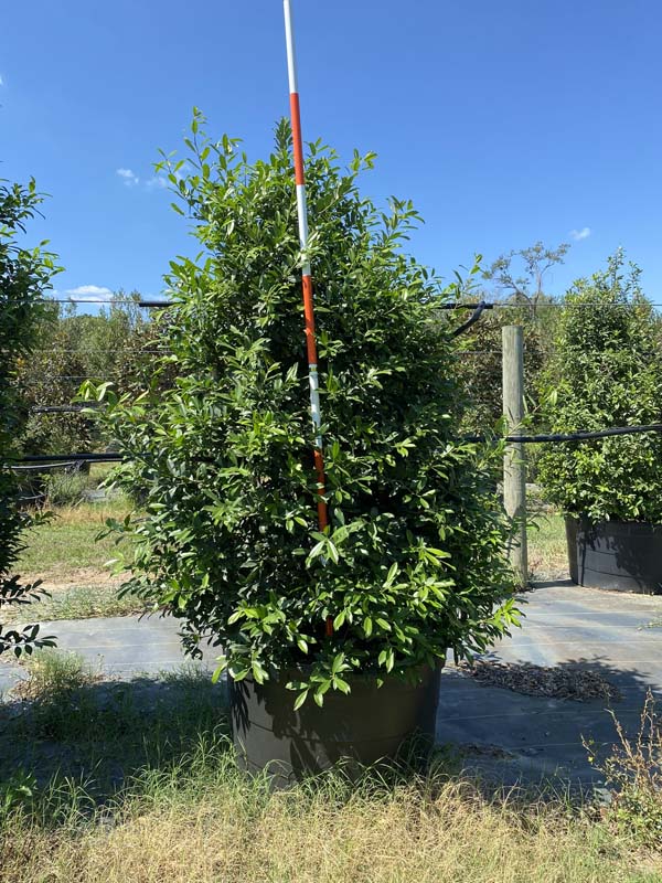 ilex-x-attenuata-eagleston-holly-eagleston-holly