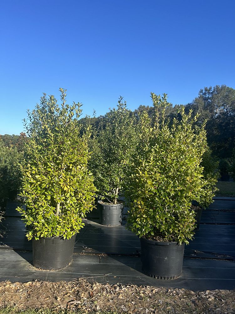 ilex-x-attenuata-eagleston-holly-eagleston-holly