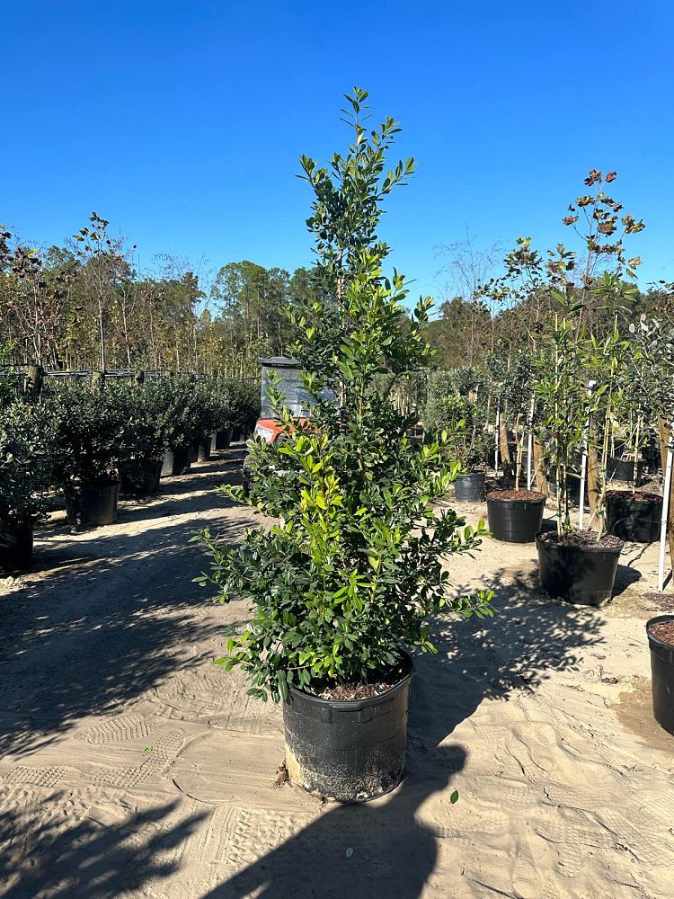 ilex-x-attenuata-eagleston-holly-eagleston-holly