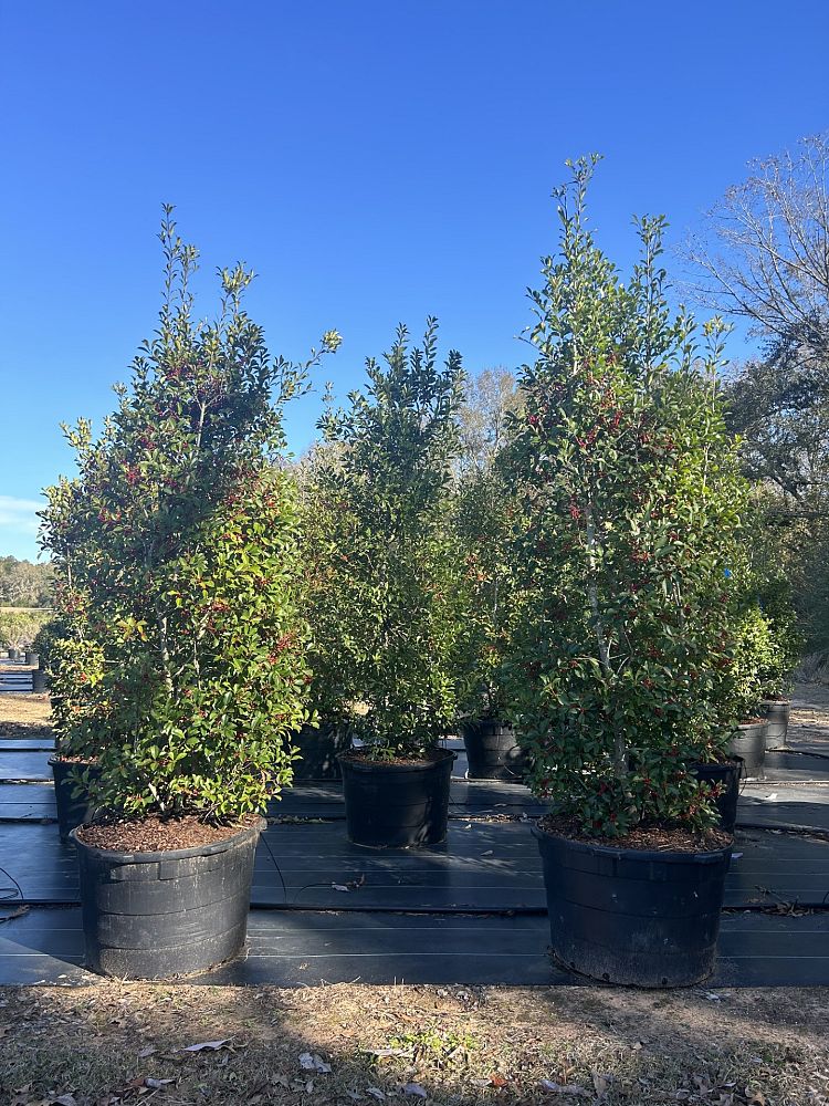 ilex-x-attenuata-eagleston-holly-eagleston-holly