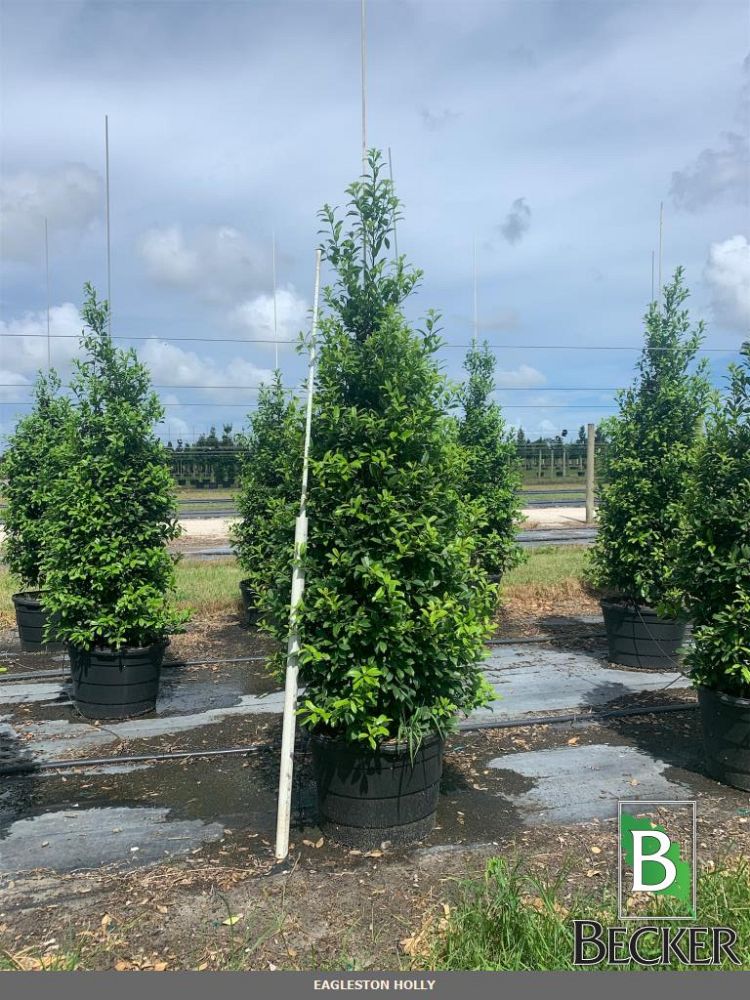 ilex-x-attenuata-eagleston-holly-eagleston-holly