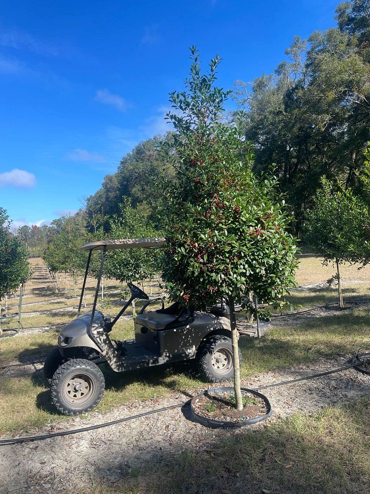 ilex-x-attenuata-eagleston-holly-eagleston-holly