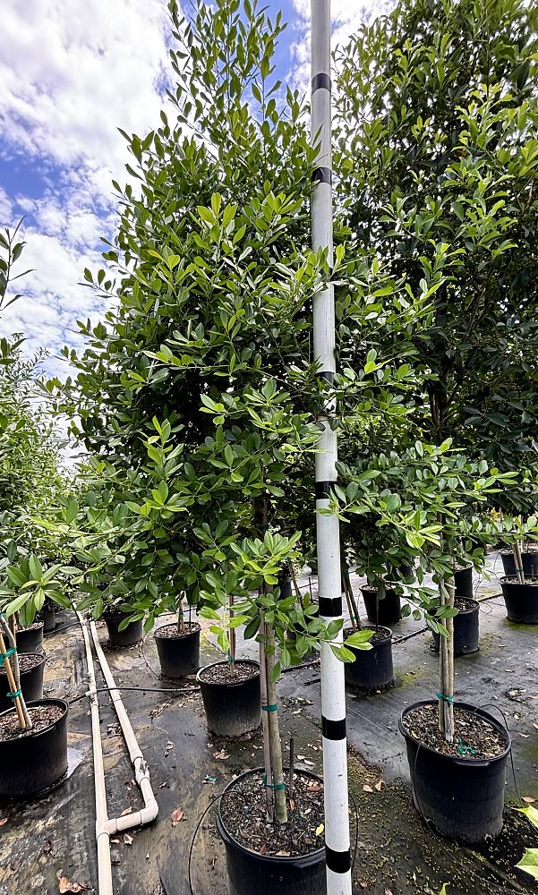 ilex-x-attenuata-east-palatka-holly-east-palatka-holly