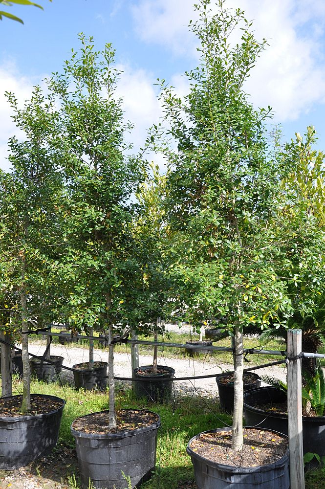 ilex-x-attenuata-east-palatka-holly-east-palatka-holly