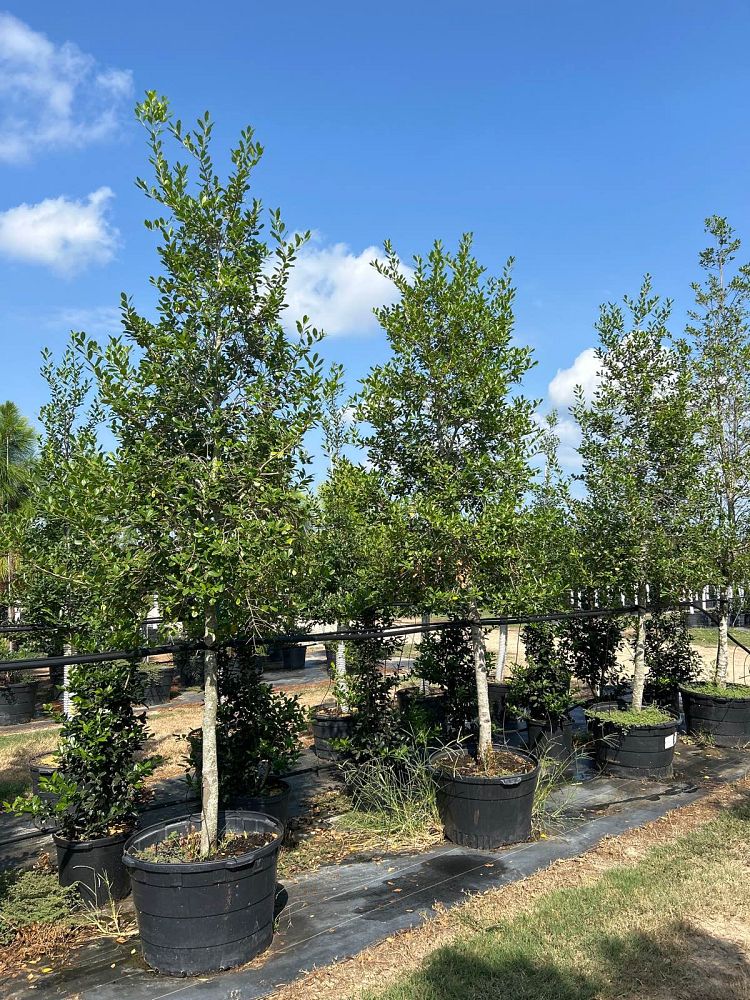 ilex-x-attenuata-east-palatka-holly-east-palatka-holly