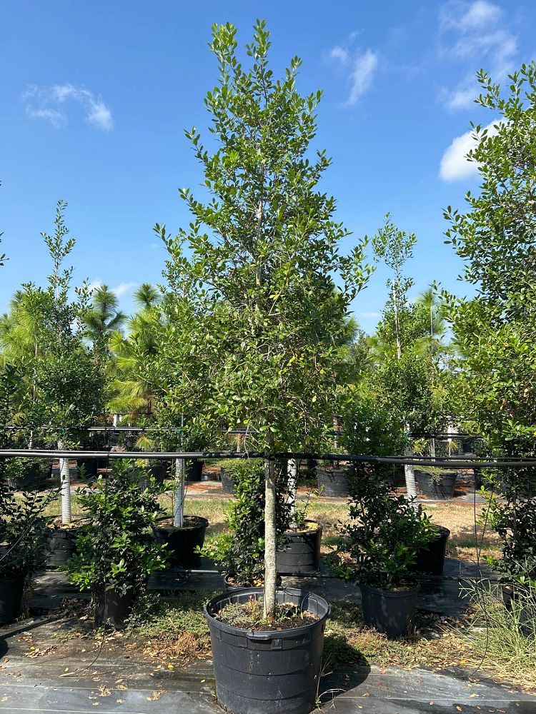 ilex-x-attenuata-east-palatka-holly-east-palatka-holly