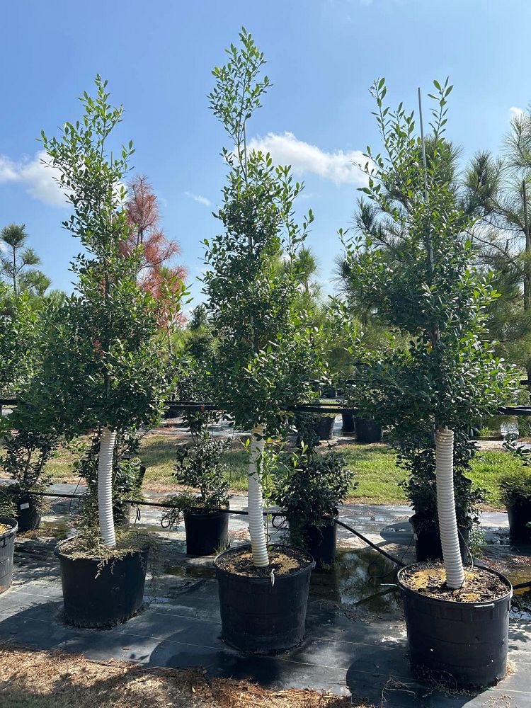 ilex-x-attenuata-east-palatka-holly-east-palatka-holly