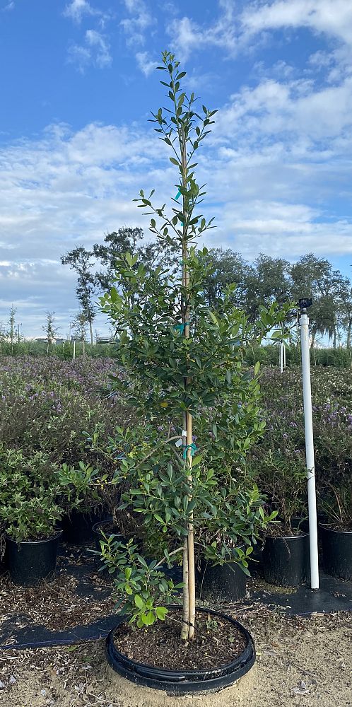 ilex-x-attenuata-east-palatka-holly-east-palatka-holly