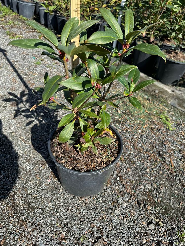 illicium-floridanum-florida-red-anise