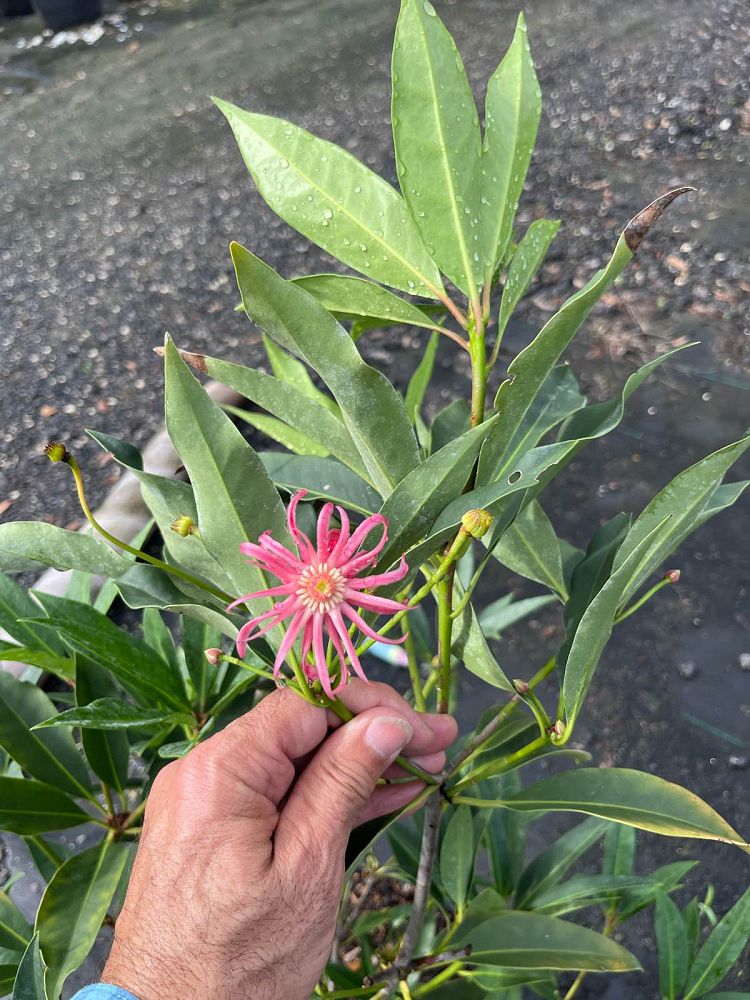 illicium-floridanum-hyb-ncih1-star-flower-scorpio-illicium