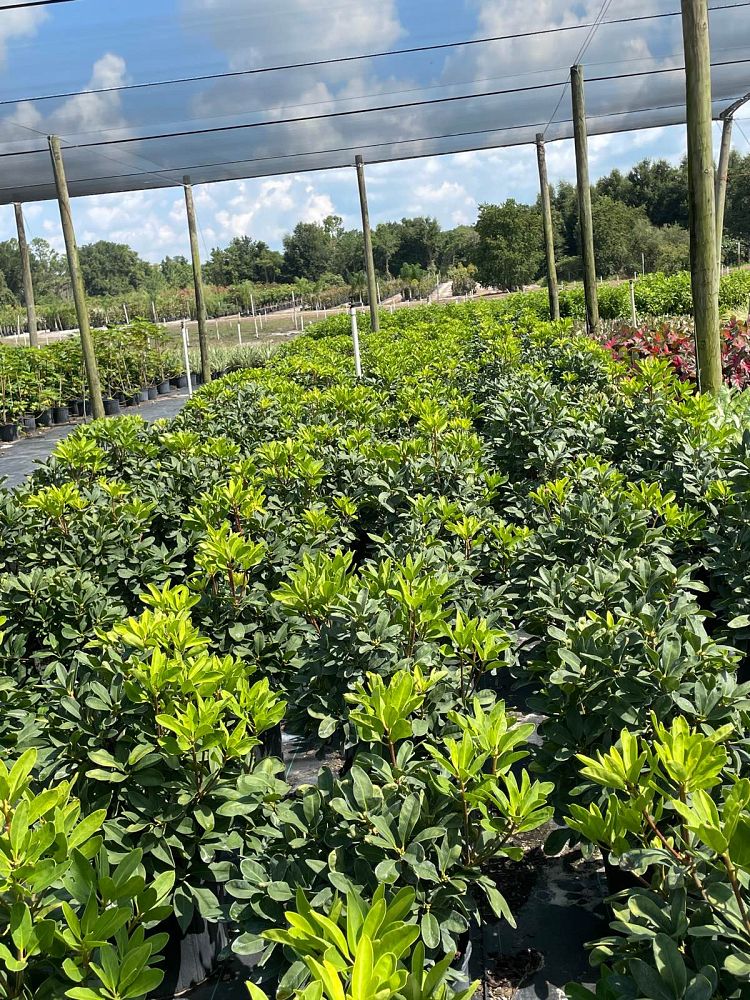 illicium-floridanum-jcjc-miss-scarlett-reg-illicium