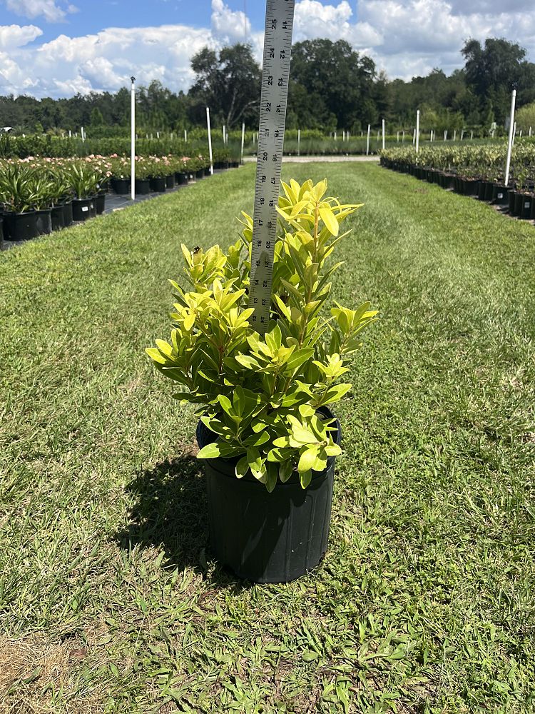 illicium-parviflorum-florida-sunshine-small-anise