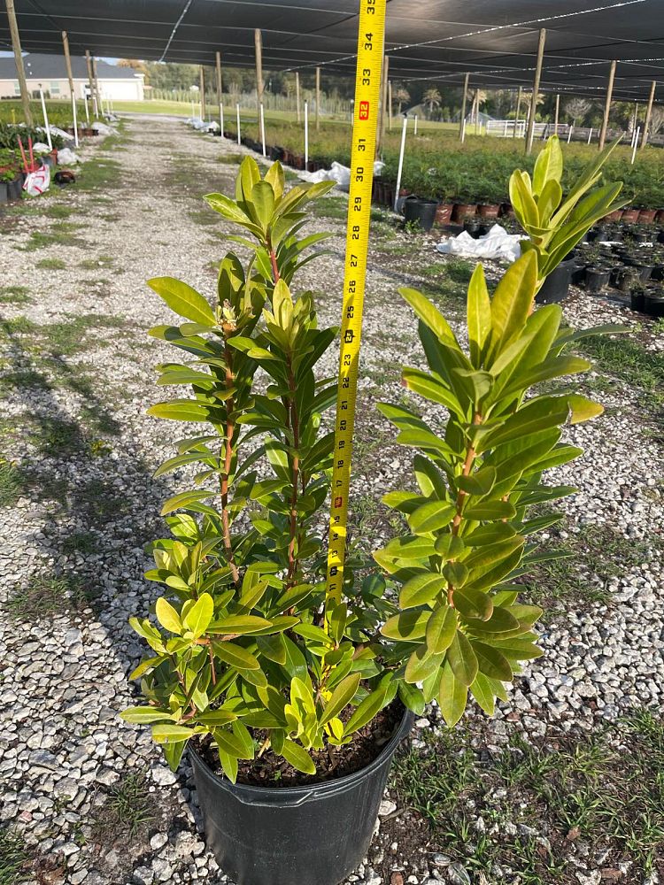 illicium-parviflorum-florida-sunshine-small-anise