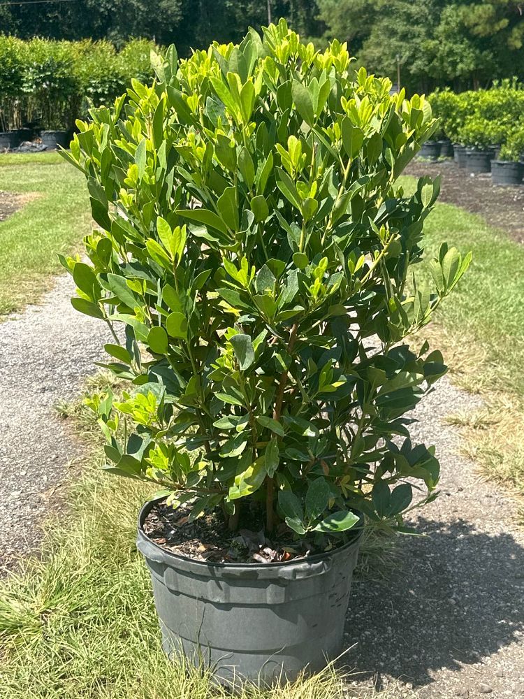 illicium-parviflorum-yellow-anise-ocala-anise-small-anise