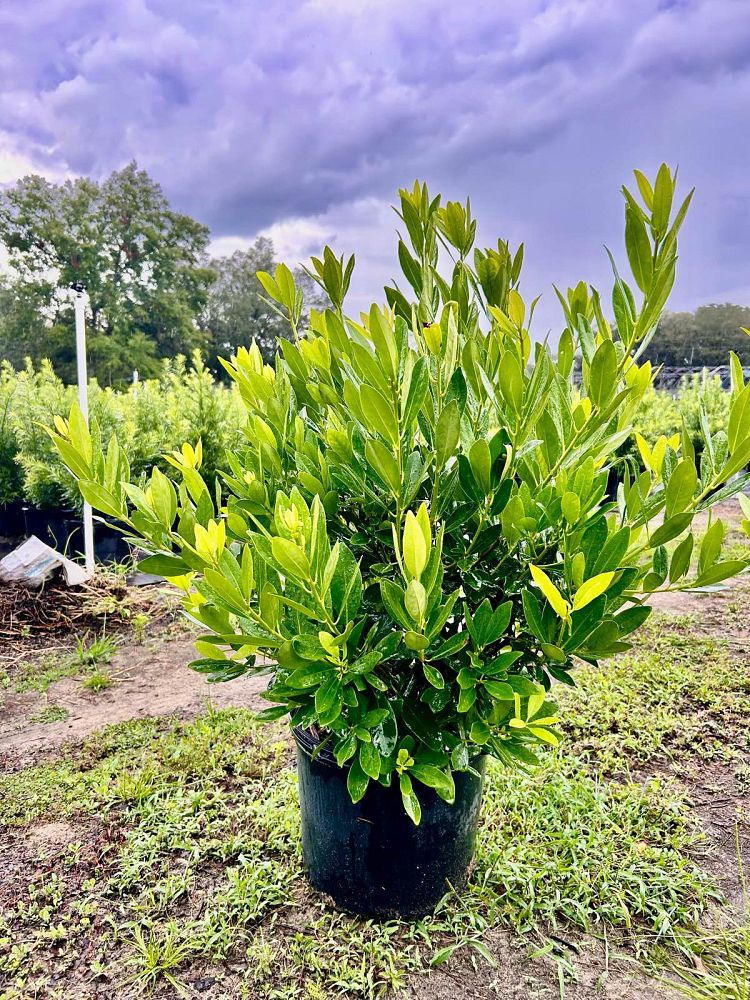 illicium-parviflorum-yellow-anise-ocala-anise-small-anise