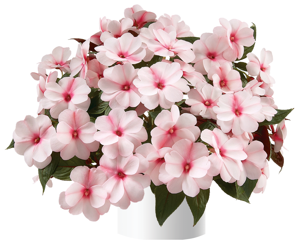 impatiens-hawkeri-harmony-candy-cream-new-guinea-impatiens