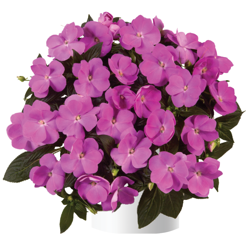 impatiens-hawkeri-harmony-dark-lavender-new-guinea-impatiens