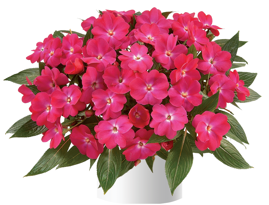 impatiens-hawkeri-harmony-dark-pink-new-guinea-impatiens