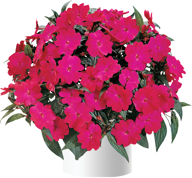 impatiens-hawkeri-harmony-magenta-new-guinea-impatiens