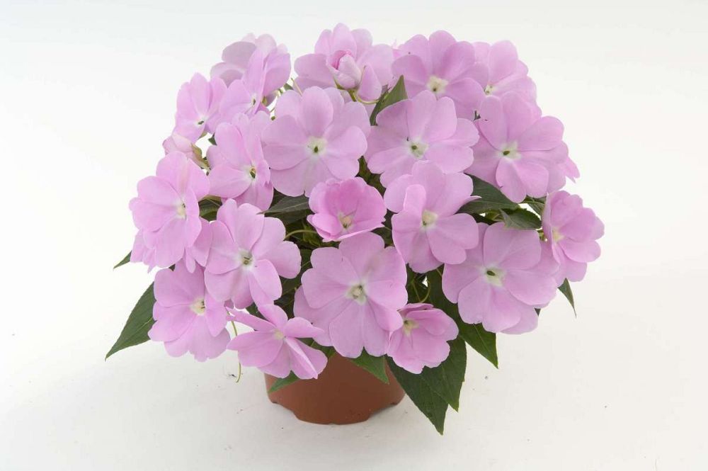 impatiens-hawkeri-harmony-pastel-lavender-new-guinea-impatiens