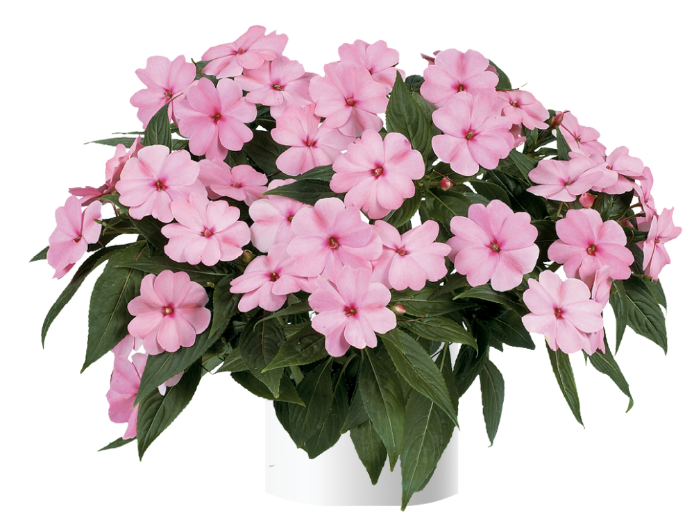 impatiens-hawkeri-harmony-pink-smile-new-guinea-impatiens