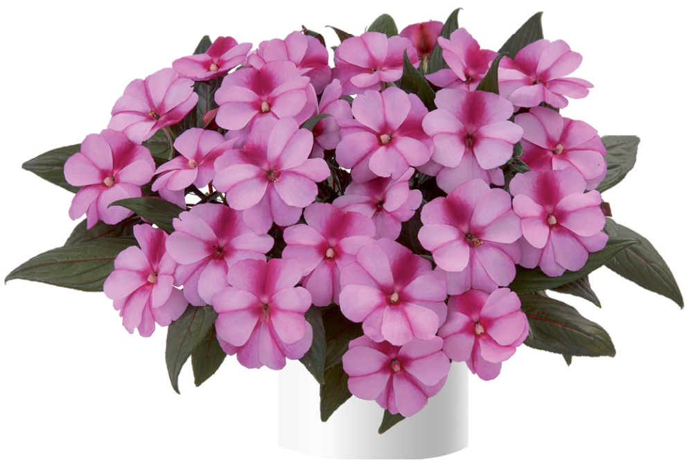 impatiens-hawkeri-harmony-purple-cream-new-guinea-impatiens