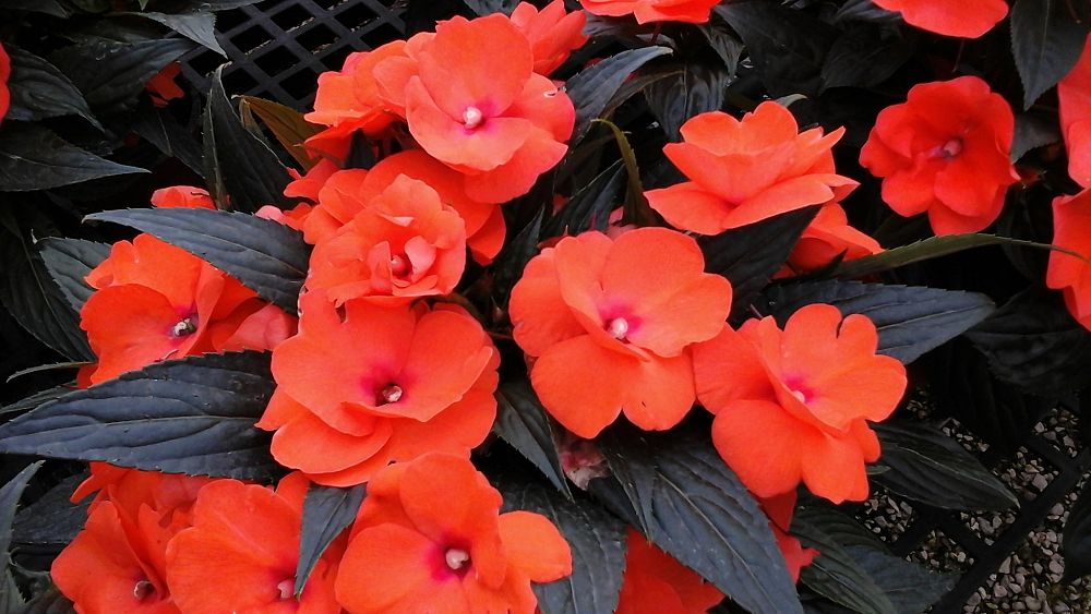 impatiens-hawkeri-harmony-tangerine-new-guinea-impatiens