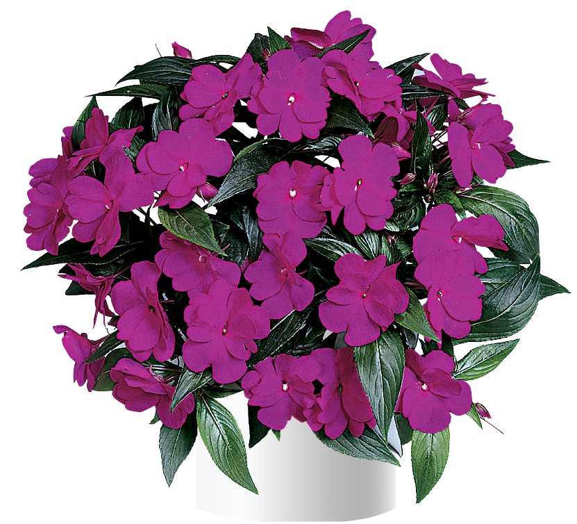 impatiens-hawkeri-harmony-violet-new-guinea-impatiens