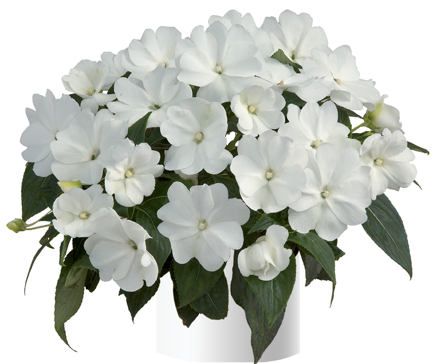 impatiens-hawkeri-harmony-white-new-guinea-impatiens