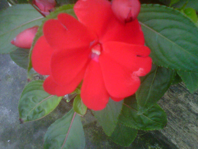 impatiens-hawkeri-red-new-guinea-impatiens