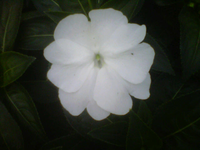 impatiens-hawkeri-white-new-guinea-impatiens