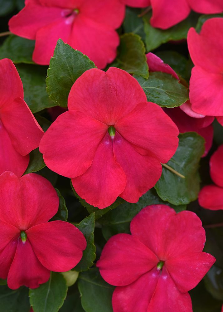 impatiens-lipstick