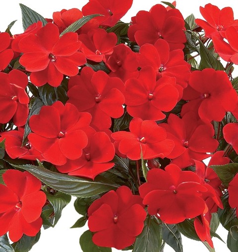 impatiens-sunpatiens-deep-red