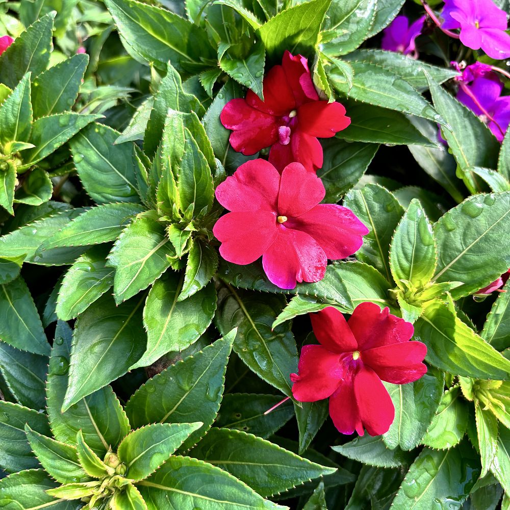 impatiens-sunpatiens-pink-glow