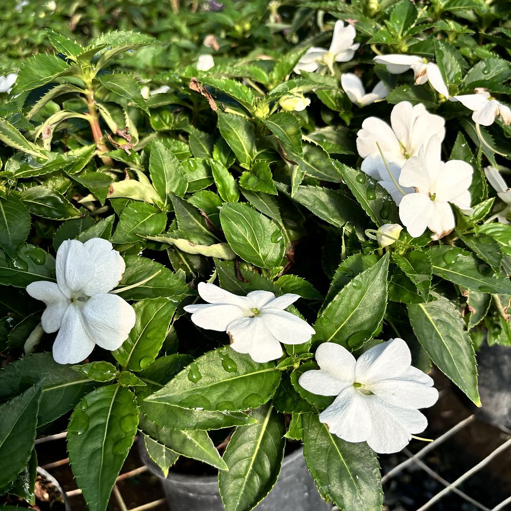 impatiens-sunpatiens-white