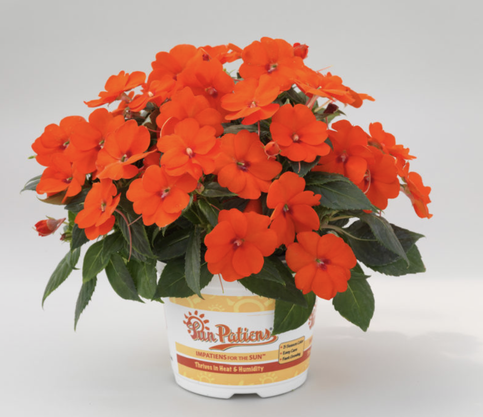 impatiens-x-hybrida-hort-sunpatiens-compact-electric-orange