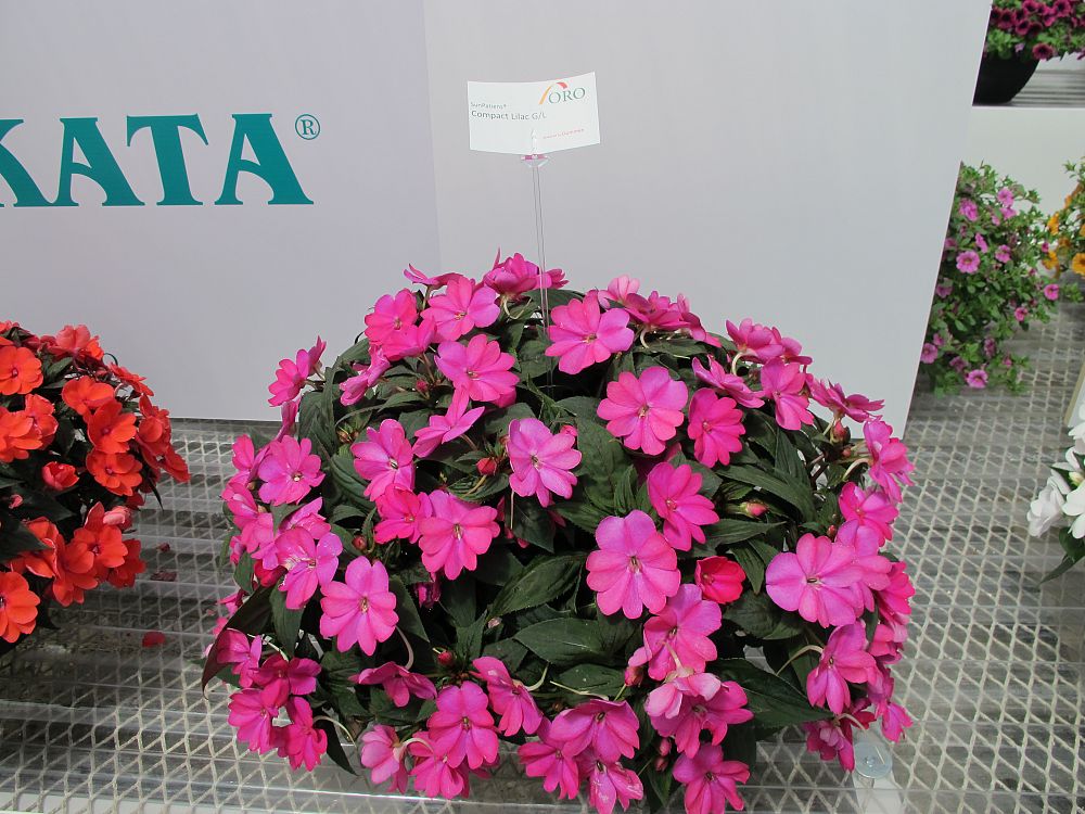 impatiens-x-hybrida-hort-sunpatiens-compact-lilac