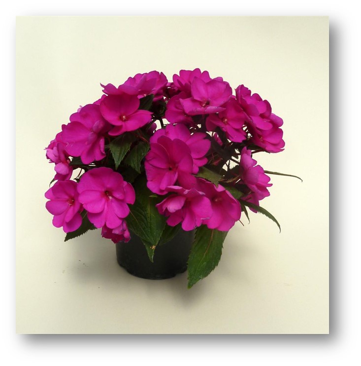 impatiens-x-hybrida-hort-sunpatiens-compact-purple