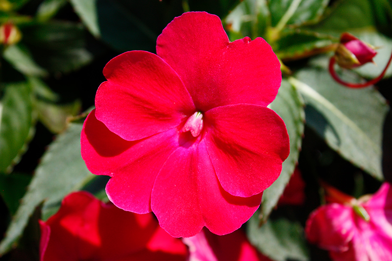 impatiens-x-hybrida-hort-sunpatiens-compact-rose-glow