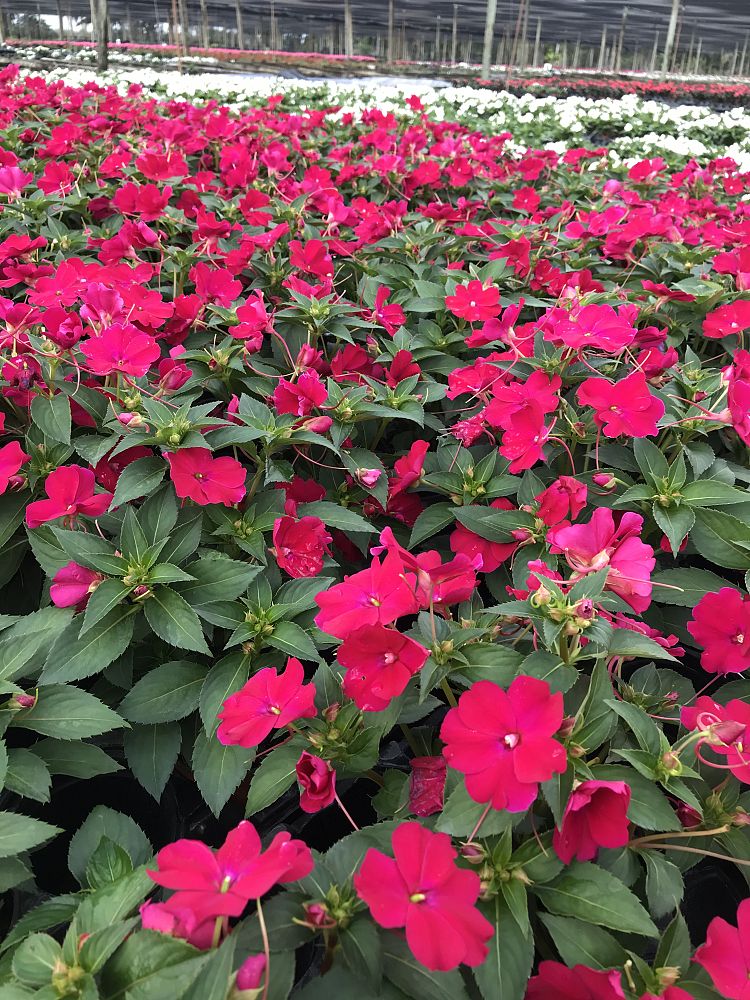 impatiens-x-hybrida-hort-sunpatiens-compact-rose-glow