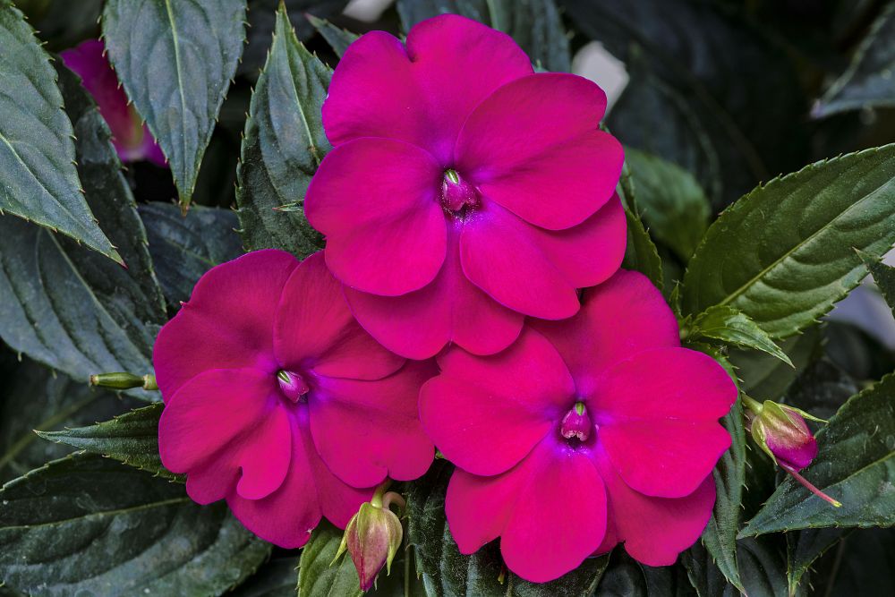 impatiens-x-hybrida-hort-sunpatiens-compact-rose-glow