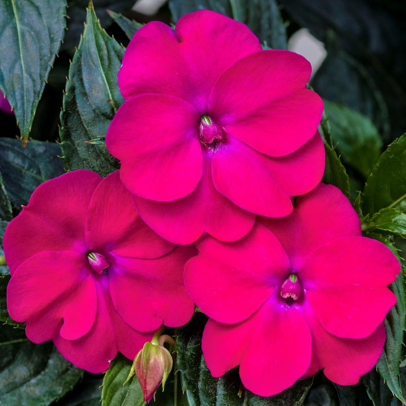 impatiens-x-hybrida-hort-sunpatiens-compact-rose-glow