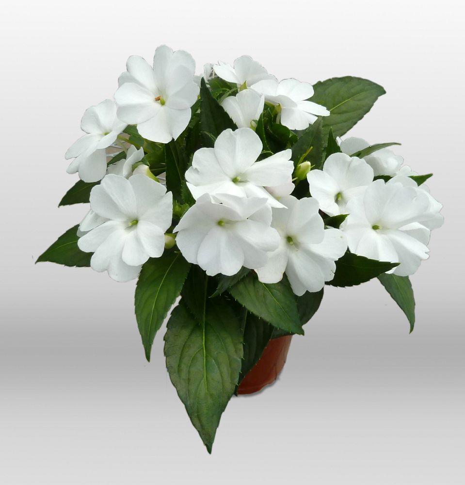 impatiens-x-hybrida-hort-sunpatiens-compact-white