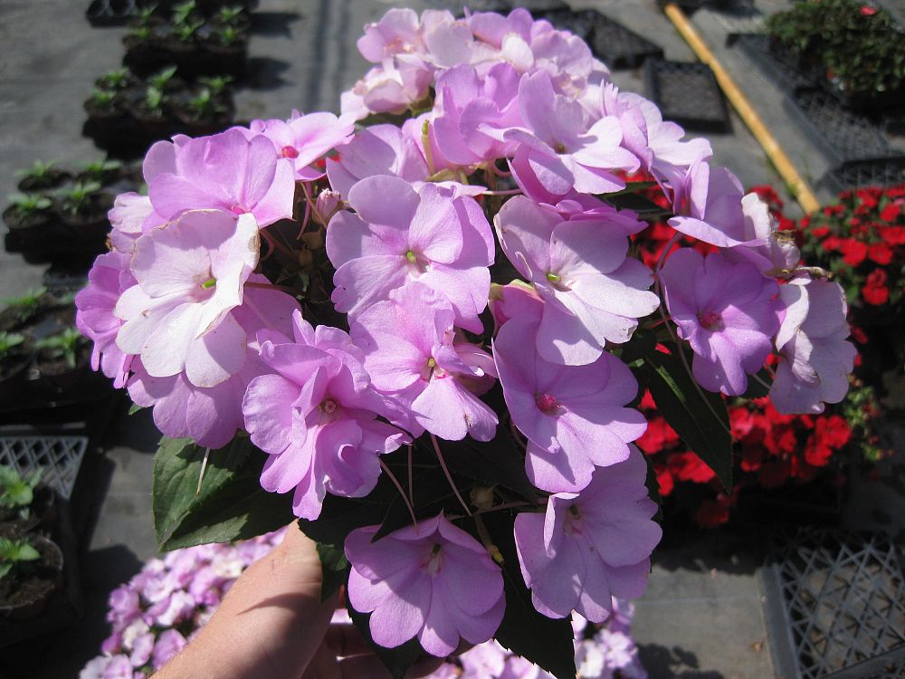 impatiens-x-hybrida-hort-sunpatiens-orchid-blush