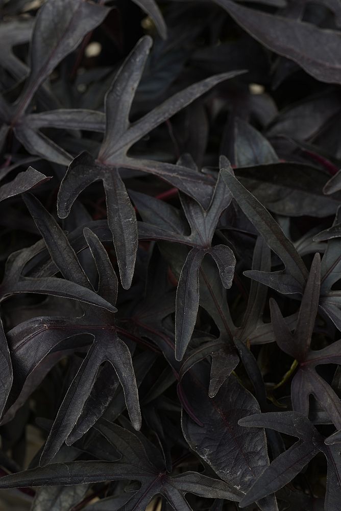 ipomoea-batatas-black-spotlight-sweet-potato-vine