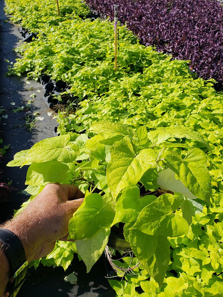 ipomoea-batatas-marguerite-sweet-potato-margarita