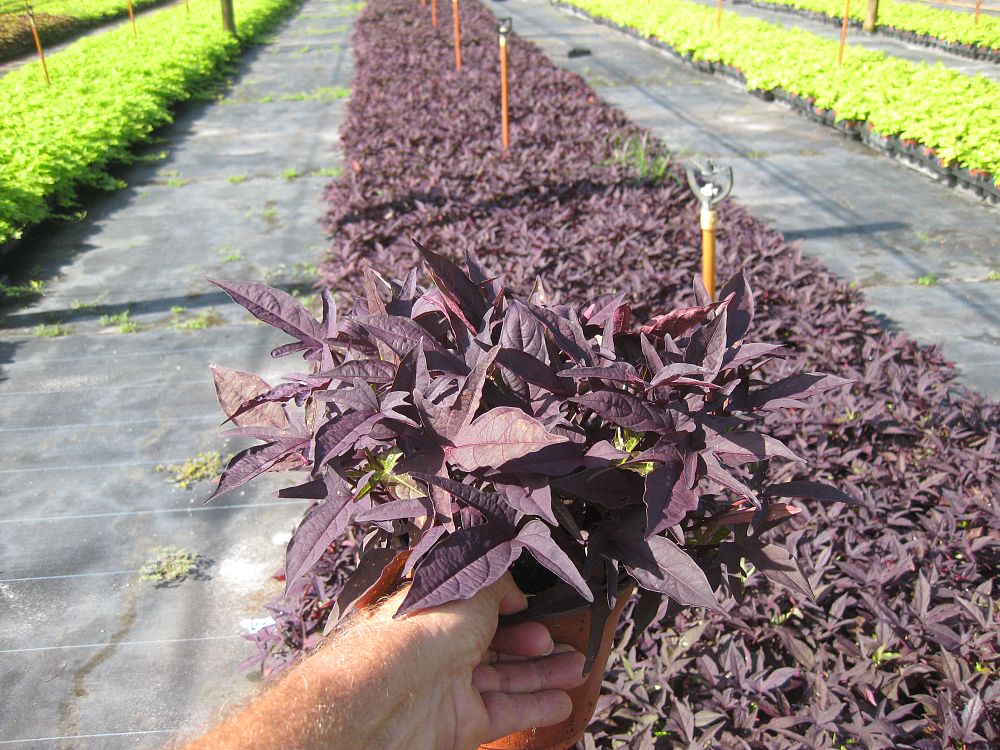 ipomoea-batatas-solarpower-black-sweet-potato-vine