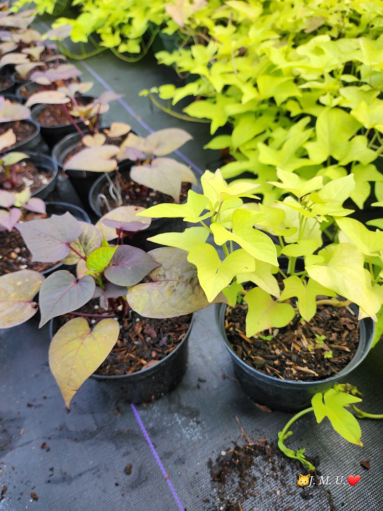 ipomoea-batatas-yellow-sweet-potato-vine