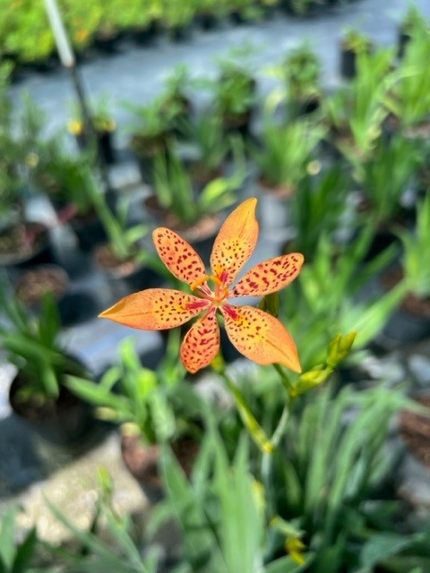 iris-domestica-leopard-lily-blackberry-lily-belamcanda-chinensis