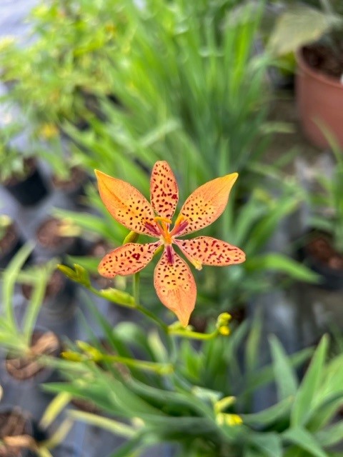 iris-domestica-leopard-lily-blackberry-lily-belamcanda-chinensis